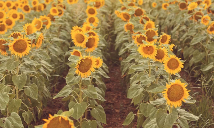 Насіння соняшника НС Х 8005 (Експрес - фото № 4