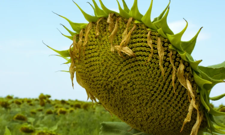 Насіння соняшника НС Х 8005 (Експрес - фото № 5