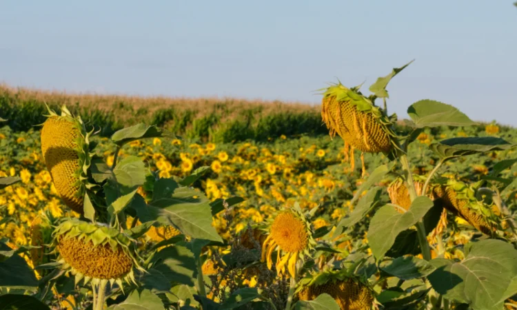 Акція !!! Насіння соняшника толерантний до гранстару + гербіцид у подарунок - фото № 11