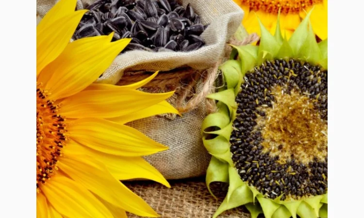 Акція !!! Насіння соняшника толерантний до гранстару + гербіцид у подарунок - фото № 2