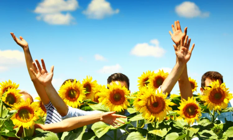 Акція !!! Насіння соняшника толерантний до гранстару + гербіцид у подарунок - фото № 7