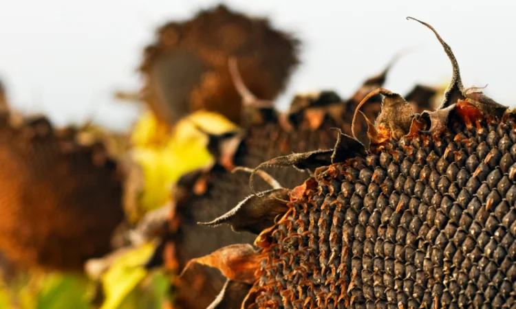 Акція !!! Насіння соняшника толерантний до гранстару + гербіцид у подарунок - фото № 8