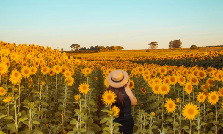 Акція !!! Насіння соняшника толерантний до гранстару + гербіцид у подарунок - фото № 9