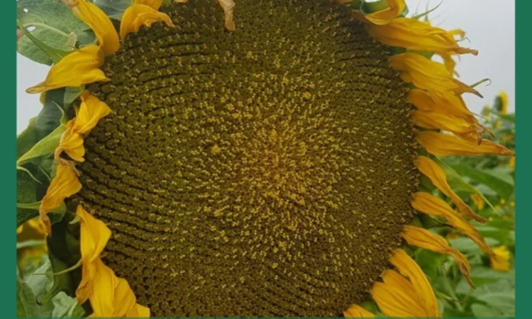 Насіння соняшника гібрид ФЕНІКС OR7+ - фото № 1