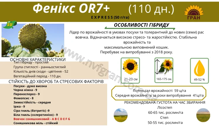 Насіння соняшника гібрид ФЕНІКС OR7+ - фото № 2