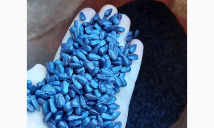 Насіння соняшника гібрид ФЕНІКС OR7+, Україна. Під гранстар 50 гр - фото № 5