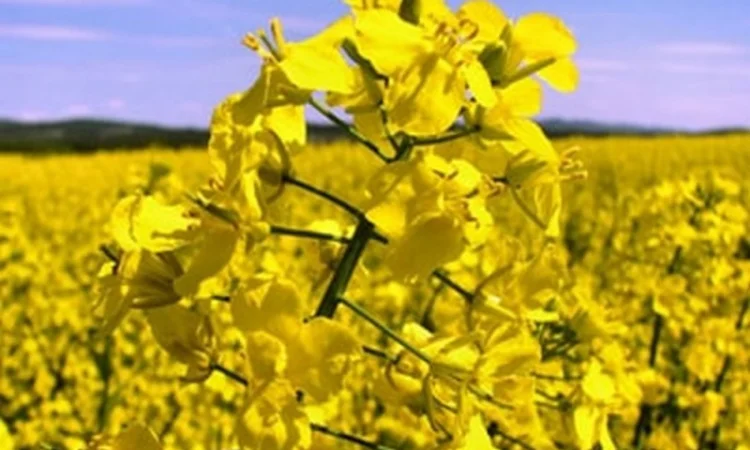 Насіння ЯРОГО ріпака гібрид Раудіс (РС) - фото № 1