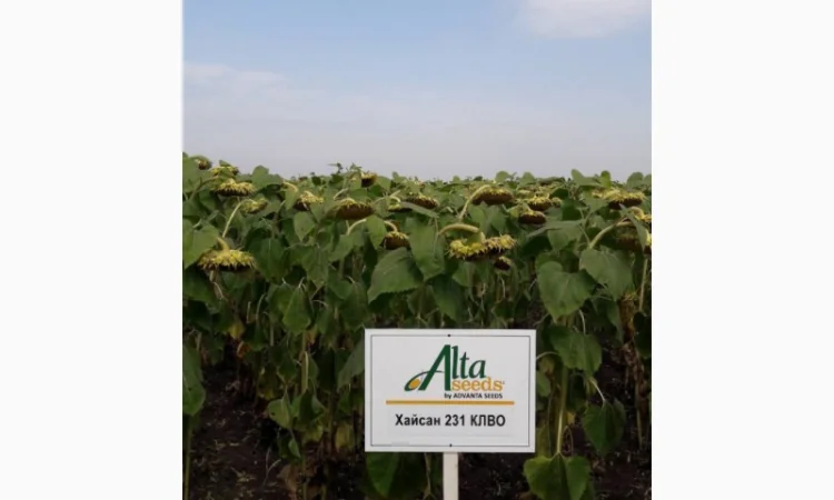 Подсолнечник Хайсан 231, 232 КЛВО (высокоолеиновый) Альта Сидс - фото № 1