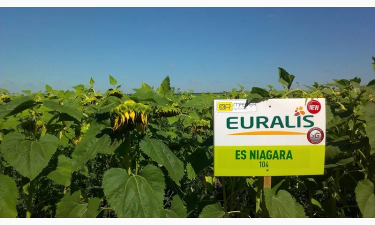 ЕС НИАГАРА гибрид подсолнечника продам - фото № 1