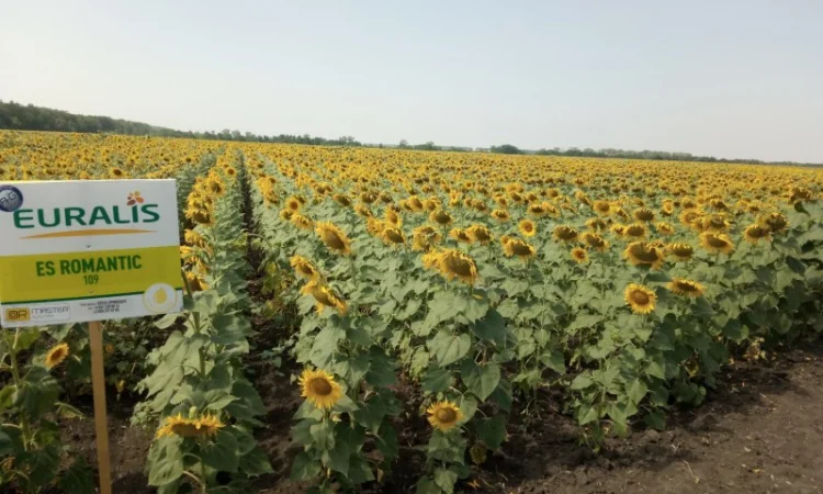 ЕС РОМАНТИК гибрид подсолнечника - фото № 1