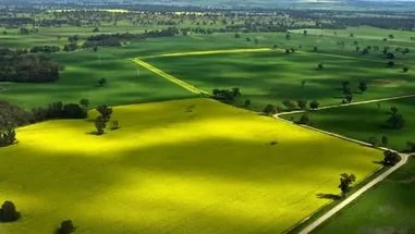 ЕС НИРВАНА(NEW) гибрид подсолнечника продам - фото № 1