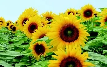 ЕС РЕГАТА(NEW) гибрид подсолнечника продам - фото № 1