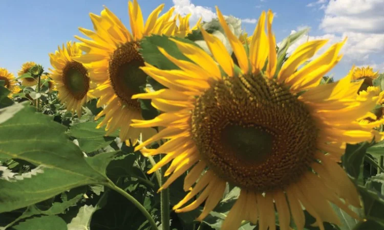 ИМПАКТ гибрид подсолнечника NUSEED продам - фото № 1