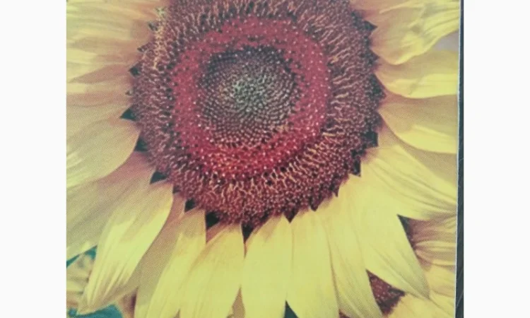 Сирокко QR7 подсолнечник - фото № 1