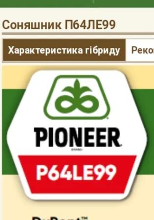Подсолнечник П64ЛЕ99 - фото № 1