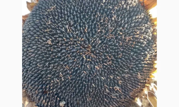 Насіннєва компанія "Демаркус" має в наявності гібриди соняшнику - фото № 2