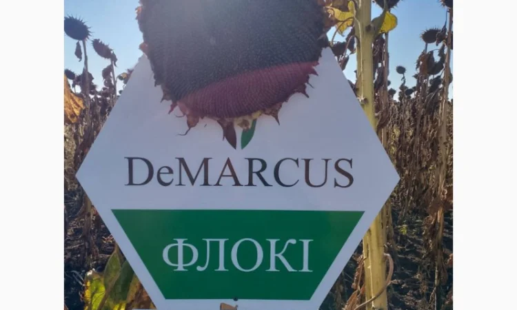 Насіннєва компанія "Демаркус" має в наявності гібриди соняшнику - фото № 4