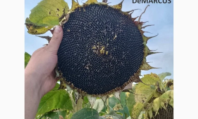 Насіннєва компанія "Демаркус" має в наявності гібриди соняшнику - фото № 5