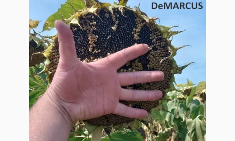 Насіннєва компанія "Демаркус" має в наявності гібриди соняшнику - фото № 6