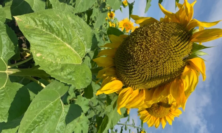 Продам насіннєвий кондитерський соняшник Джин - фото № 1