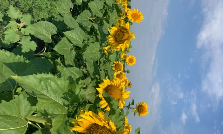 Продам насіннєвий кондитерський соняшник Джин - фото № 2