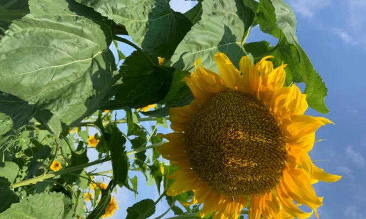 Продам насіннєвий кондитерський соняшник Джин - фото № 3