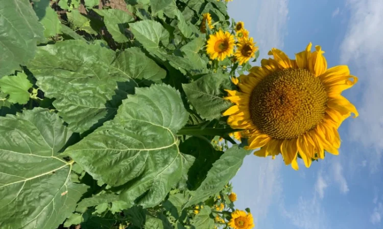 Продам насіннєвий кондитерський соняшник Джин - фото № 4