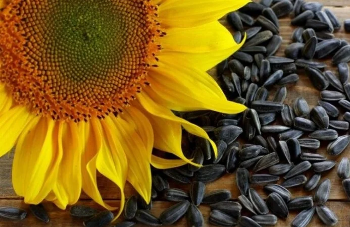 Куплю соняшник - фото № 1