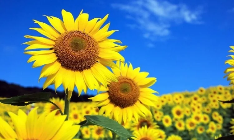 Соняшник Флоріан, класичний, Арт-Агро - фото № 1