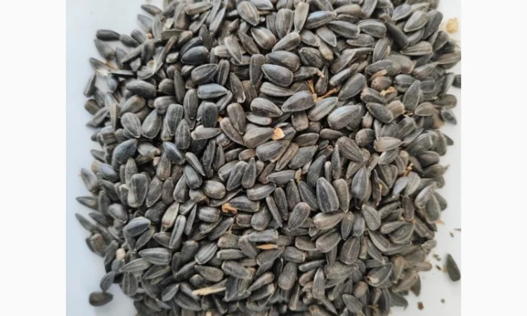 Продам подсолнух - фото № 1