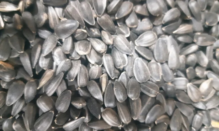 Семечки подсолнечника для жарки опт розница, Черкасская обл - фото № 2