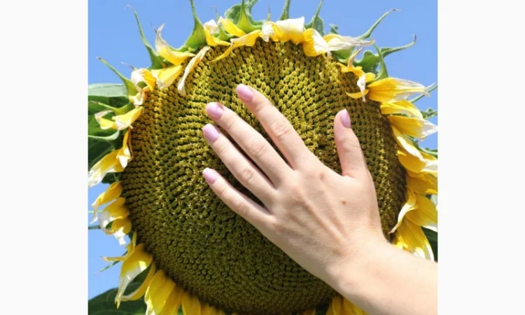 Насіння соняшнику гібрид ФЛОКІ (насіння соняшника під гранстар) - фото № 1