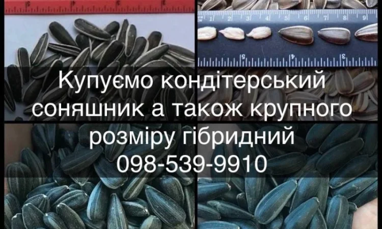 Закуповуємо кондитерський соняшник а також КРУПНОГО розміру гібридний полосатий та чорний - фото № 1