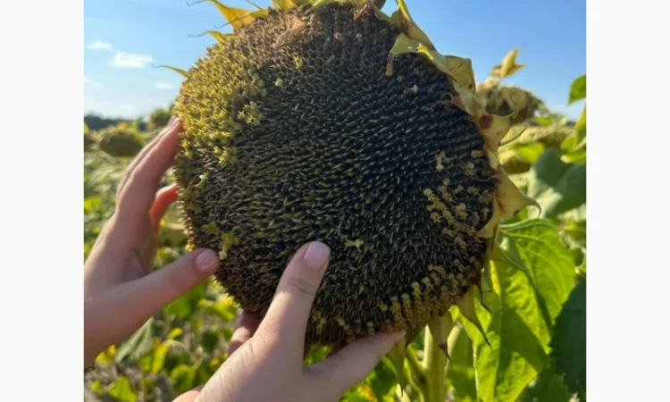 МАСТАК соняшник - фото № 2
