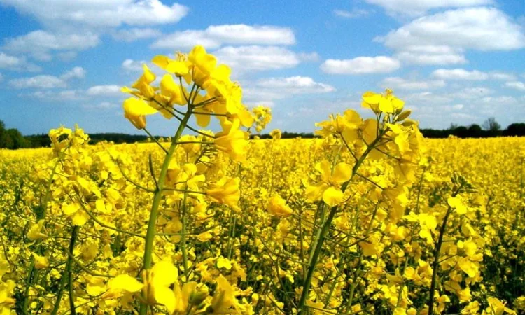 Купую рапс НАЛ/БН з доставкою - фото № 1