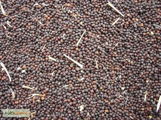 Закупівля рапсу в Запоріжжі - фото № 1