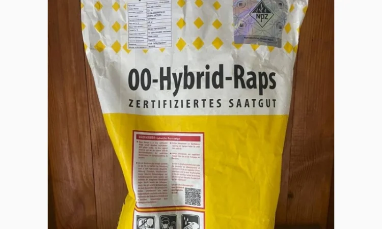 Насіння озимого ріпаку Акіла – високоврожайний та стійкий до хвороб - фото № 1