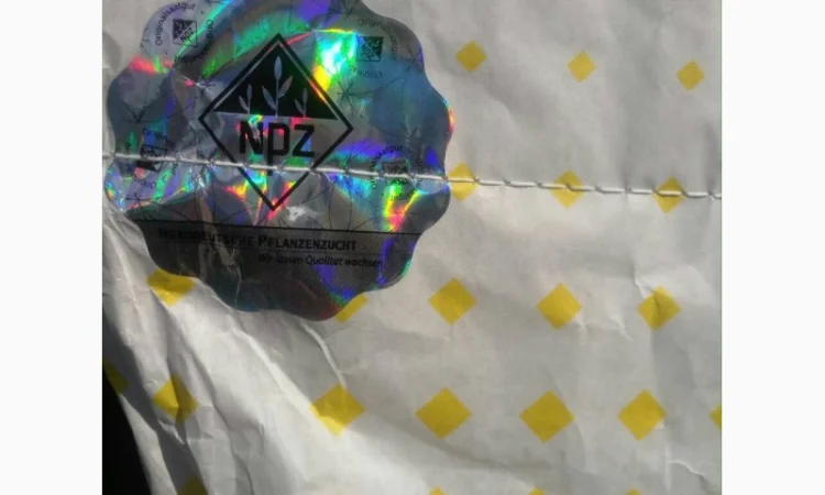 Гібрид ріпаку ШЕРПА (SHERPA) - високий врожай та швидкий ріст - фото № 4