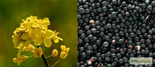 Закупаем рапс оптом - фото № 1