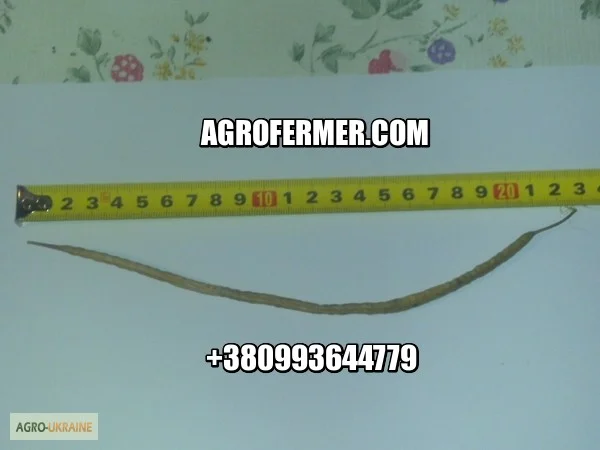 Семена озимого рапсу ROSS – високоякісний сорт - фото № 1