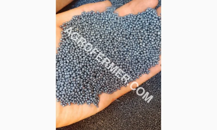 Семена озимого рапсу ROSS – високоякісний сорт - фото № 2