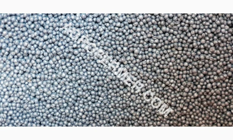 Семена озимого рапсу ROSS – високоякісний сорт - фото № 3