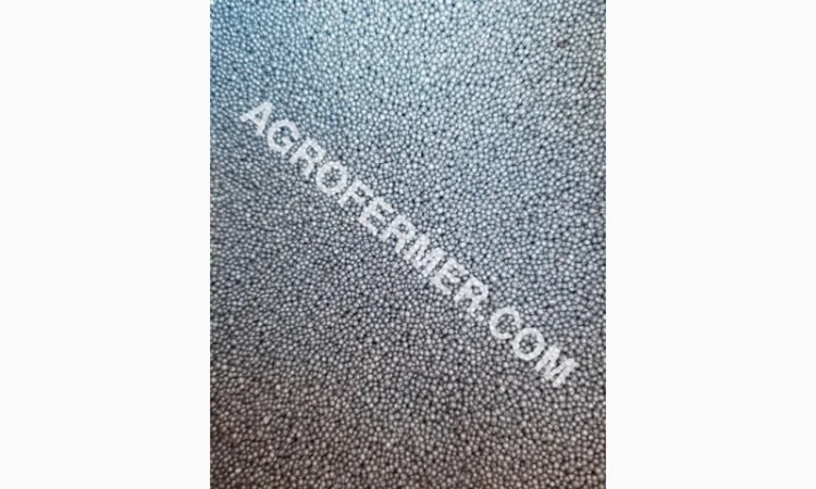 Семена озимого рапсу ROSS – високоякісний сорт - фото № 4