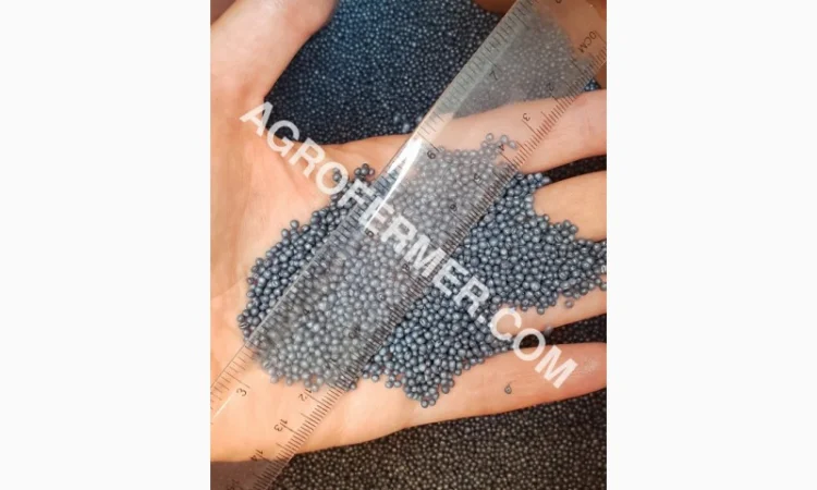 Семена озимого рапса CHILKAT - фото № 3