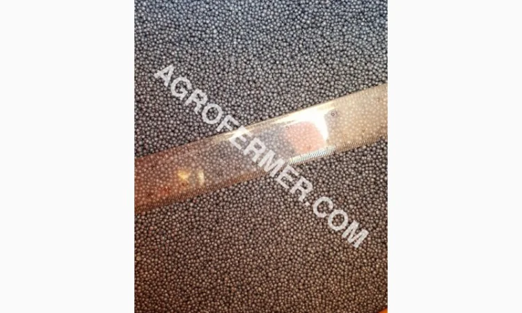 Семена озимого рапса CHILKAT - фото № 4