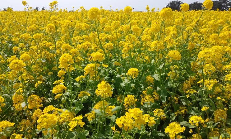 Насіння озимого ріпаку Редстоун для продажі - фото № 1