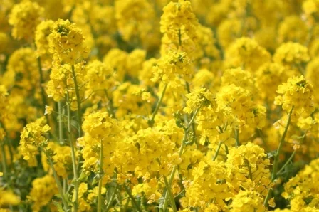 Насіння озимого ріпаку Паркер – середньоранній гібрид - фото № 1