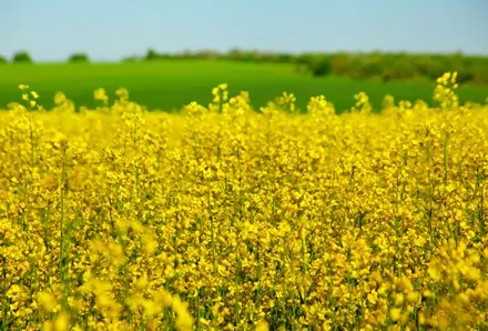 Насіння озимого ріпаку Блекстоун – продаж - фото № 1