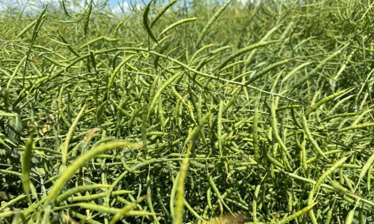 Продается сортовое озимое семя рапса Чешской селекции - фото № 1