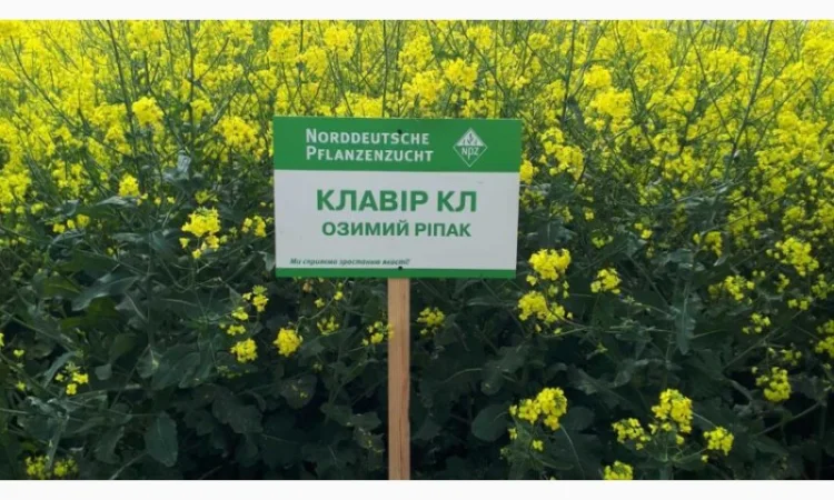Семена озимого рапсу Клавир КЛ – продажа - фото № 1